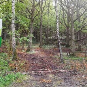 Skogsbryn i Munkegärde efter röjning