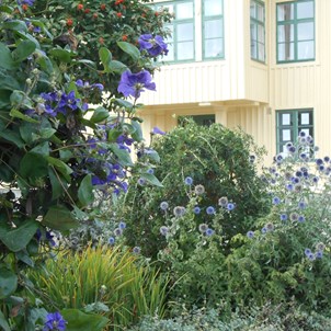 Blommande buskar med Marstrands pittoreska trähus i bakgrunden