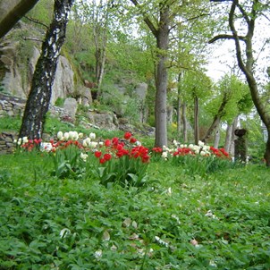 Röda och vita tulpaner i Bergfeltska trädgården