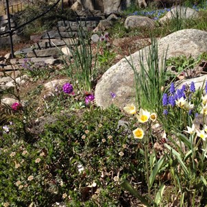 Pärlhyacinter och andra vårblommor i stenplanteringarna